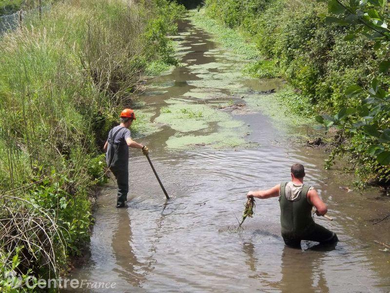 Un plan de lutte contre l‘Hydrocotyle fausse-renoncule sur le Dhuy