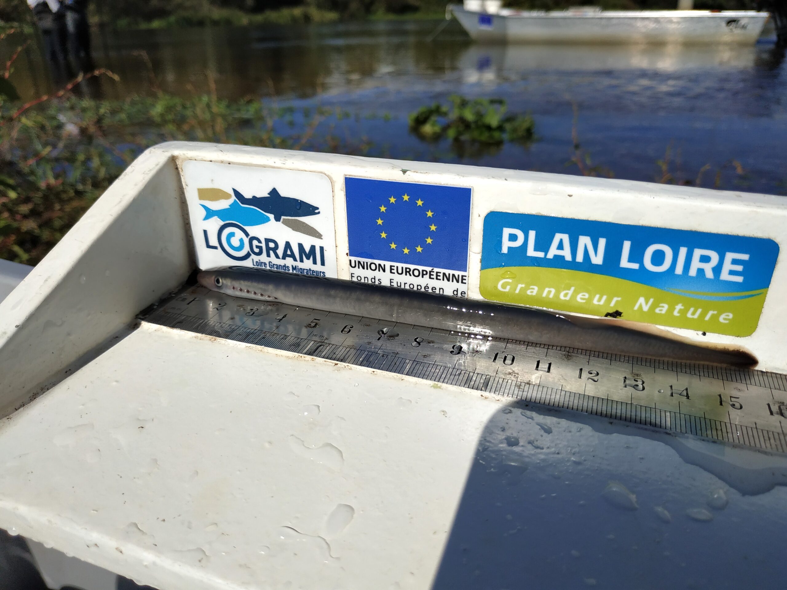 Détermination génétique des Lampetra, une étude des espèces de lamproies au sein du bassin de la Loire