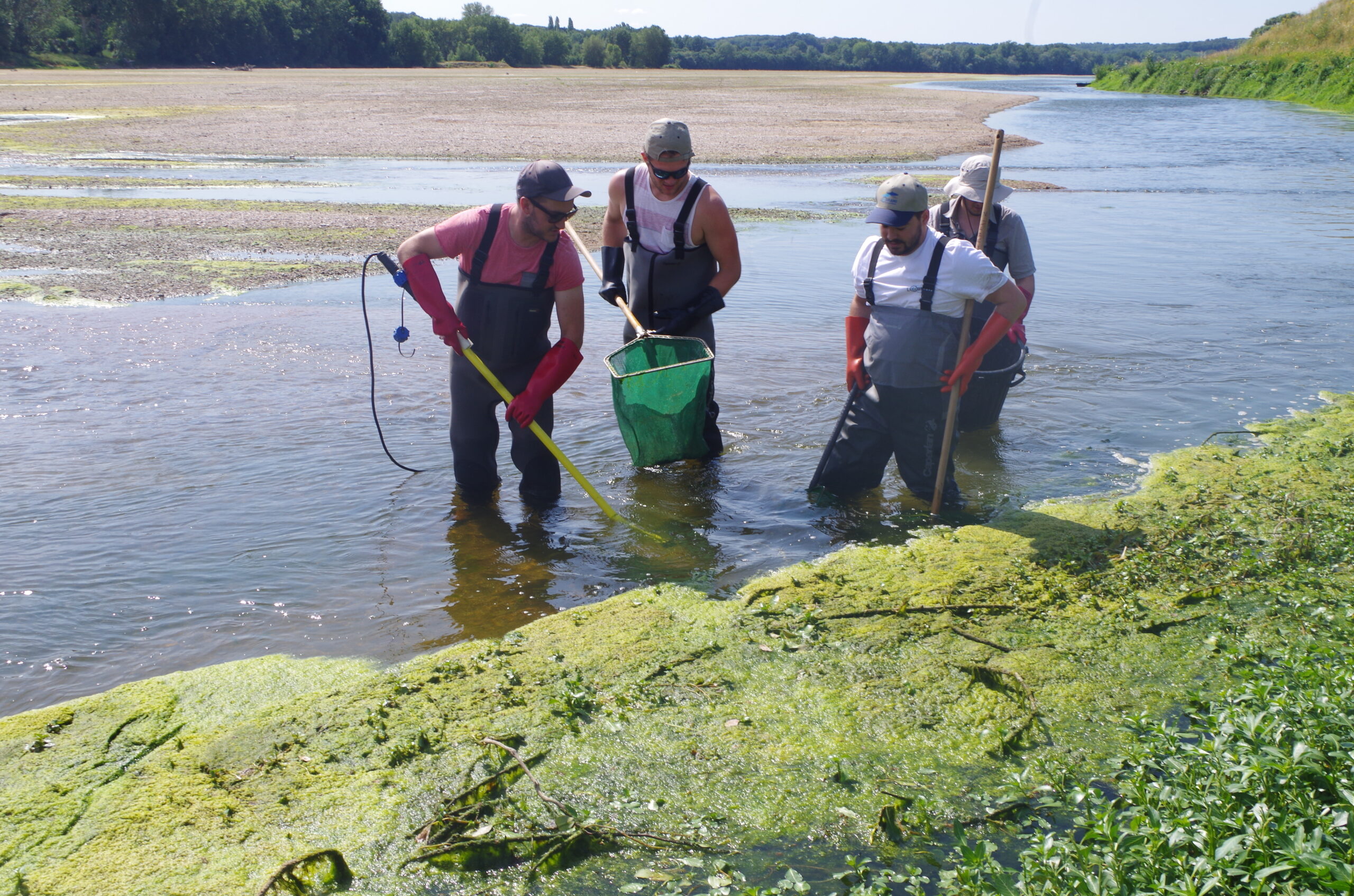 Réseau de Suivi de l’Anguille européenne sur le bassin de la Loire, les côtiers vendéens, et la Sèvre Niortaise