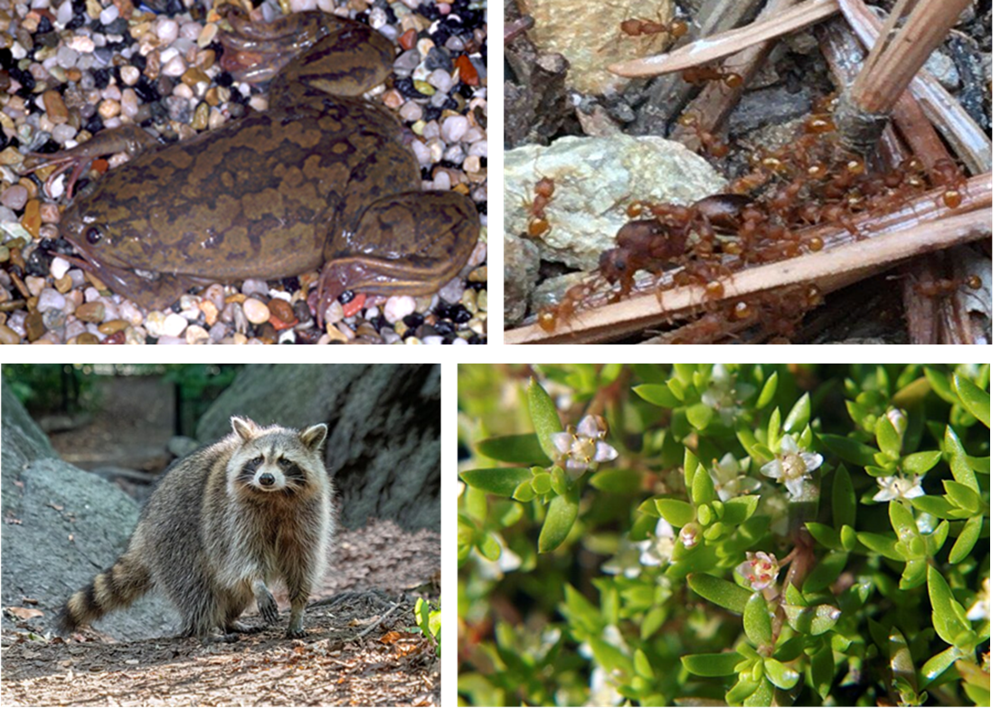 [Webinaire] Les espèces exotiques envahissantes : espèces émergentes à surveiller, dynamique d’invasion et stratégies de gestion