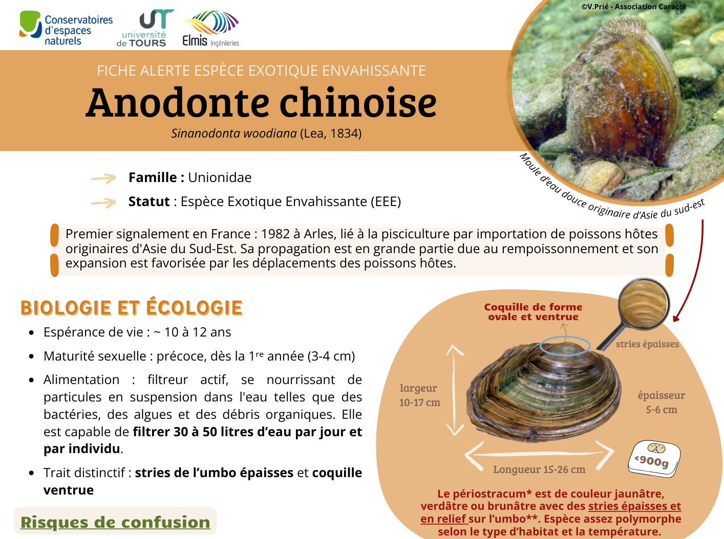 Nouvelle fiche alerte sur l’Anodonte chinoise