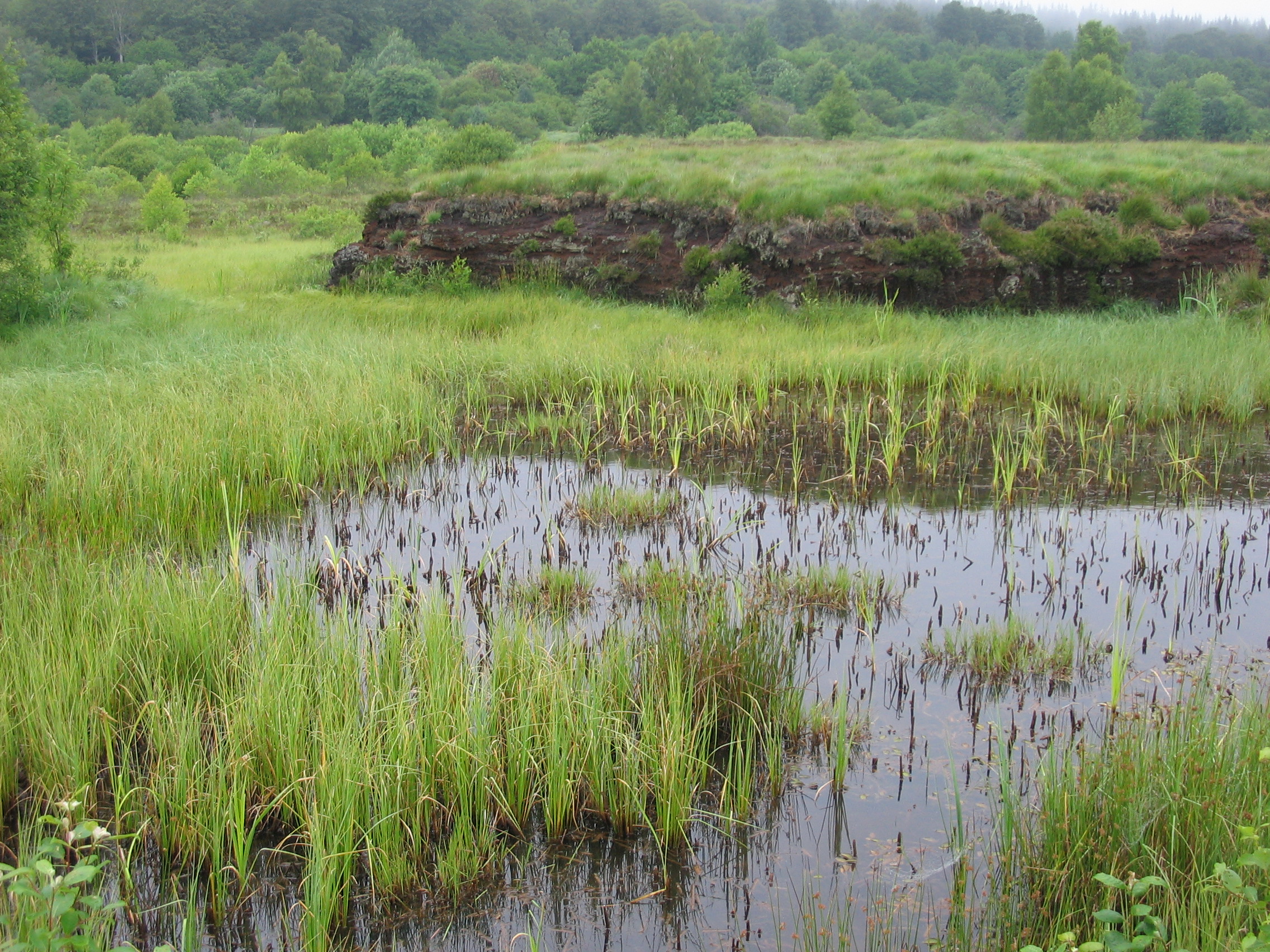Rencontre des acteurs zones humides du bassin de la Loire – 12 juin 2025
