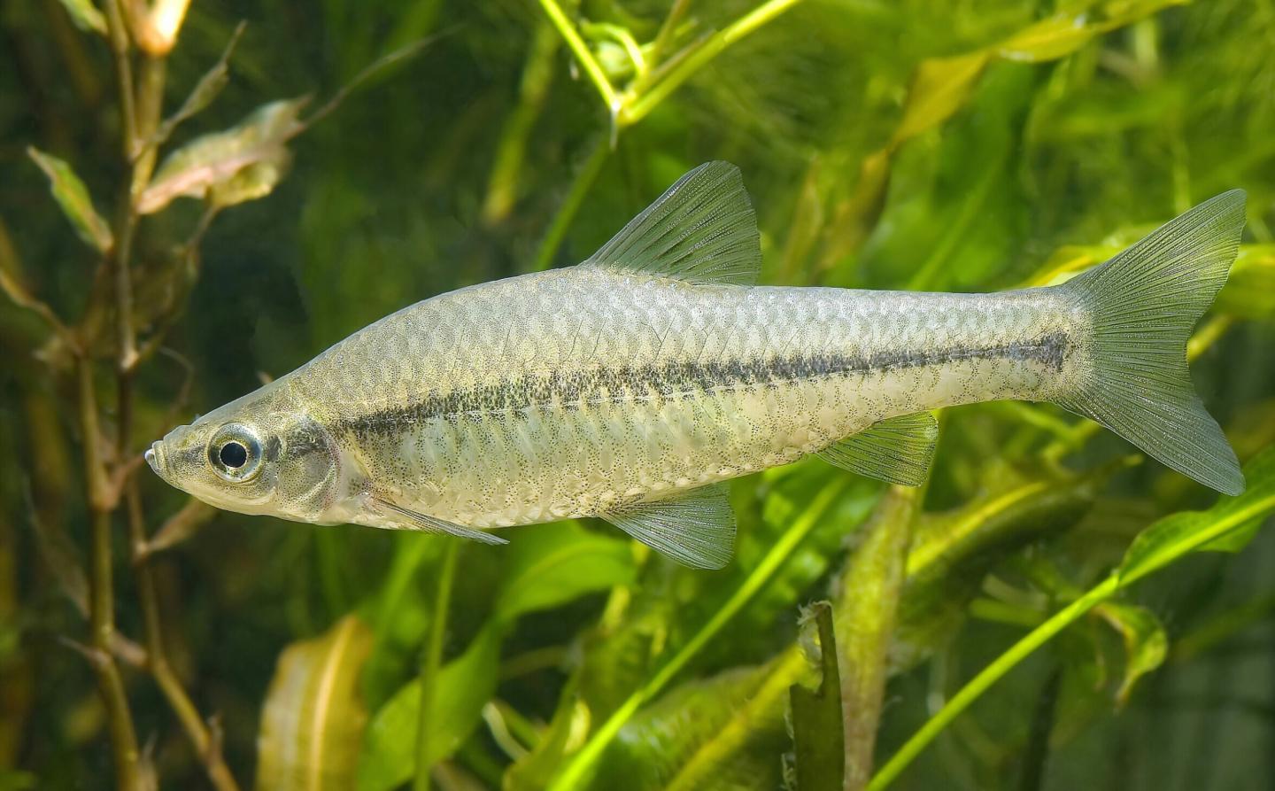 Réunion technique : « Les poissons exotiques envahissants »